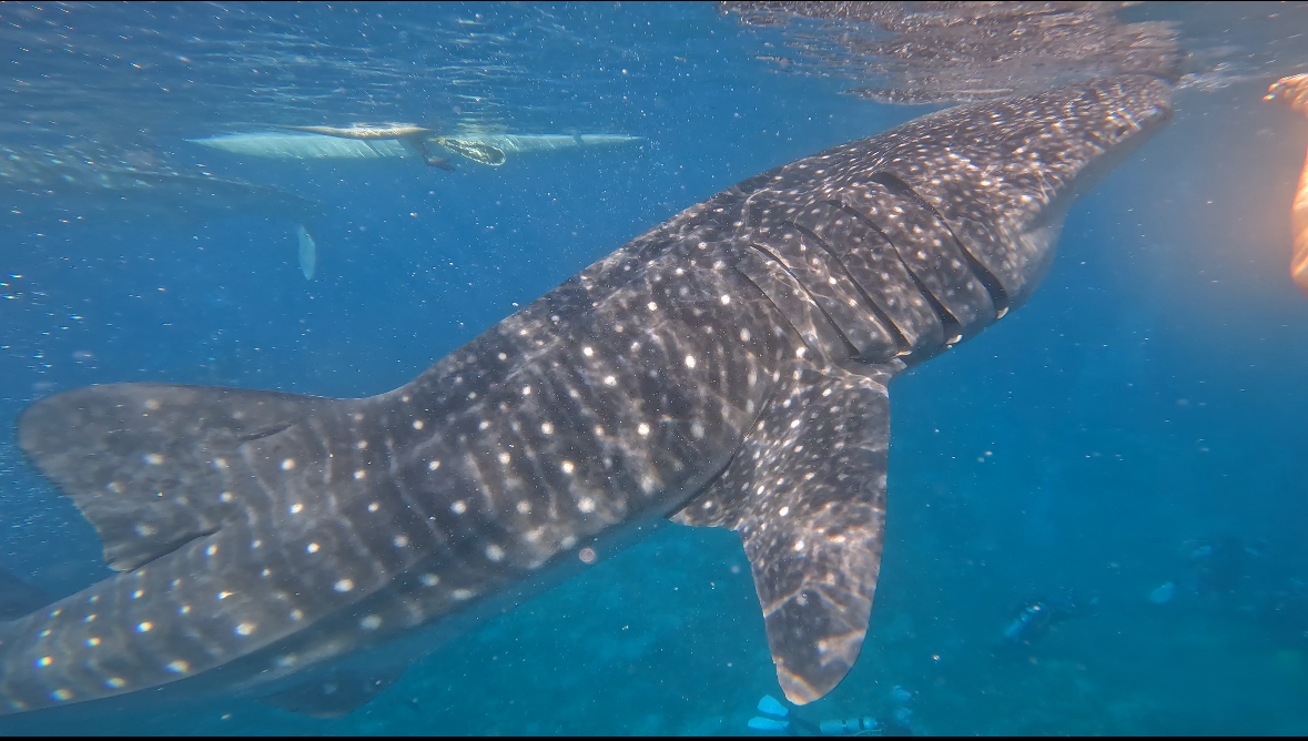 セブ島旅行で外せないのは確実にスミロン島☆彡ツアー当日の流れを紹介★[CSP]
